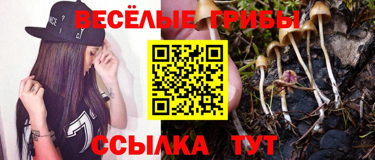 Горно-Алтайск  Галлюциногенные грибы Psilocybe  Вход с VPN 